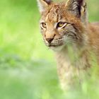 Luchs