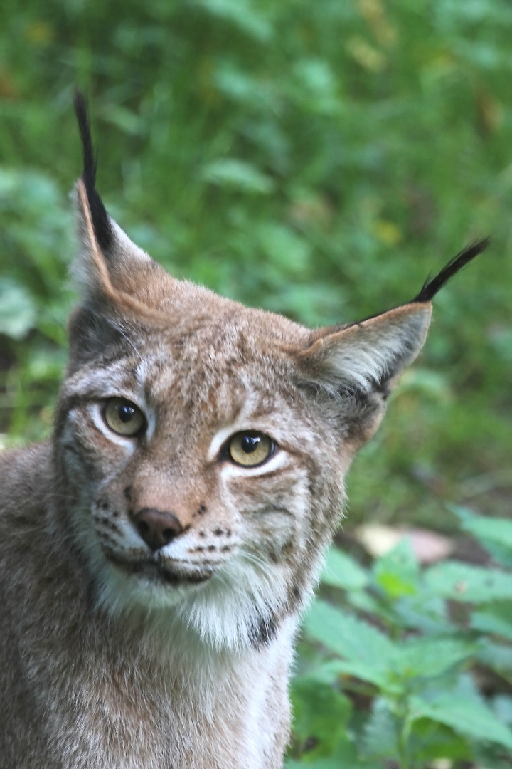 Luchs