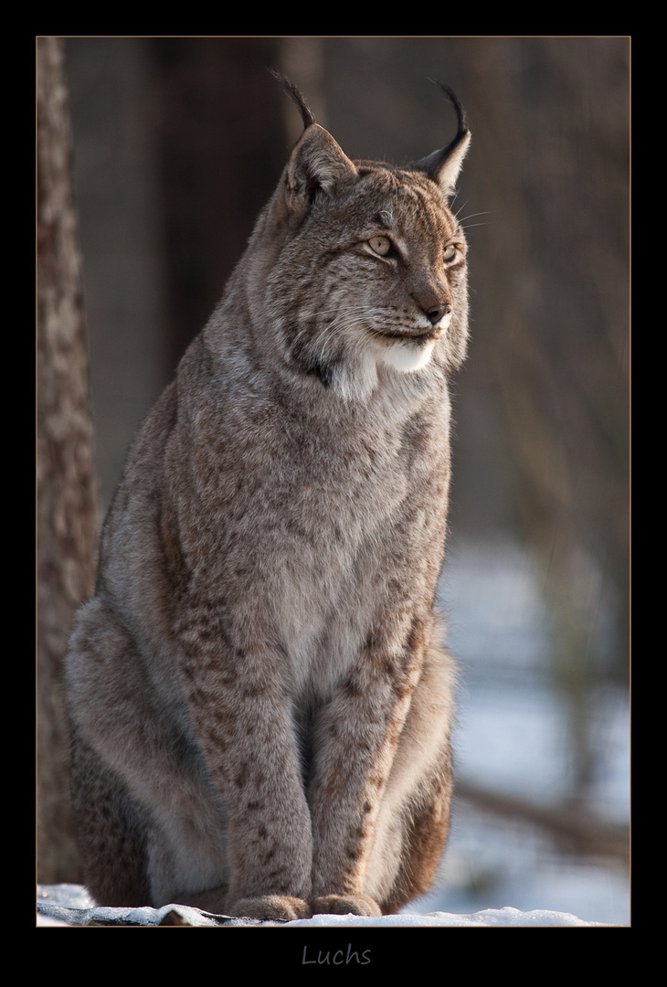 Luchs