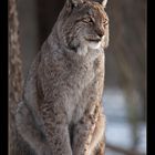 Luchs