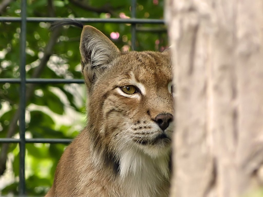 Luchs