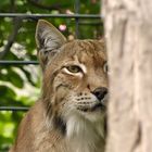 Luchs