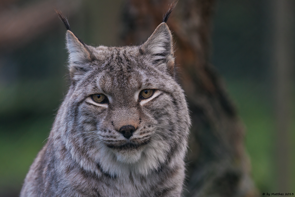 Luchs