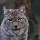 Luchs