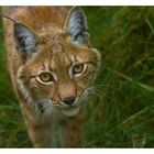 Luchs