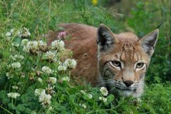 Luchs