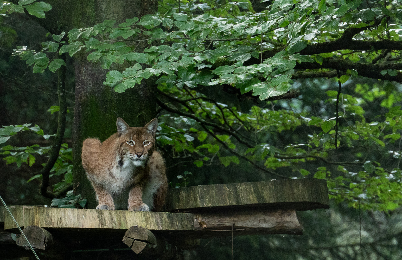 Luchs