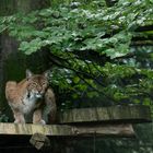 Luchs