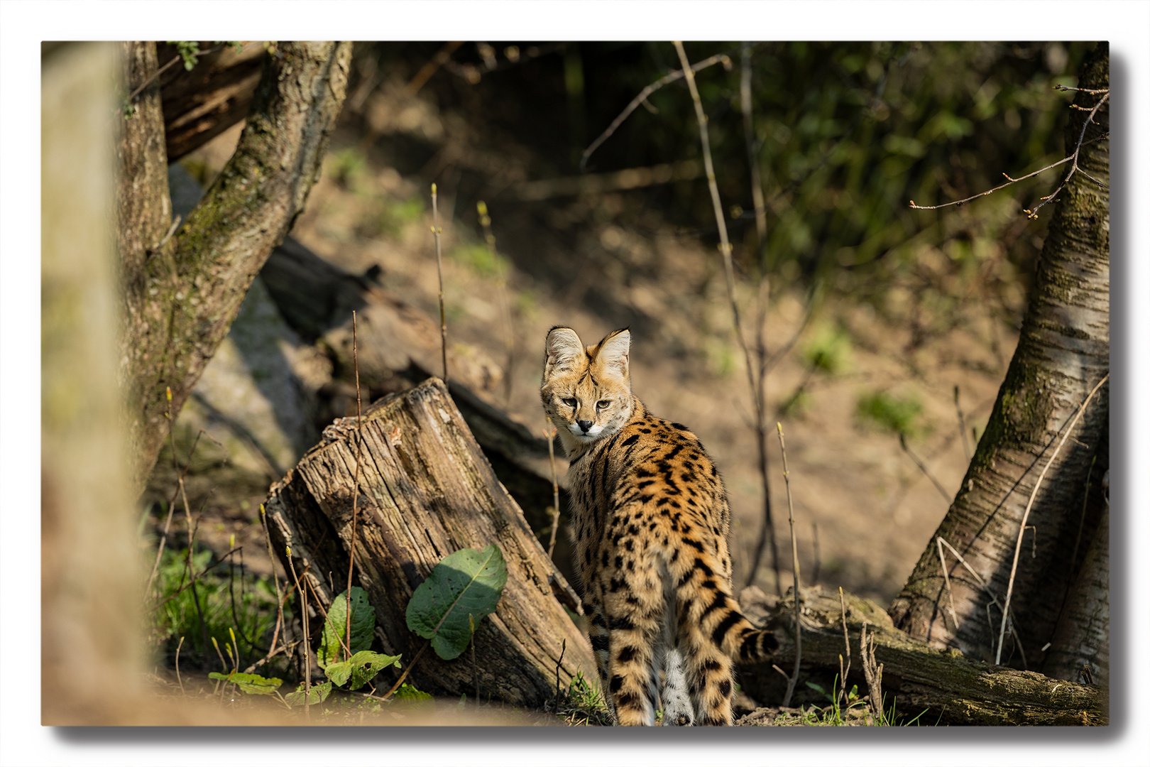 Luchs