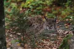 Luchs