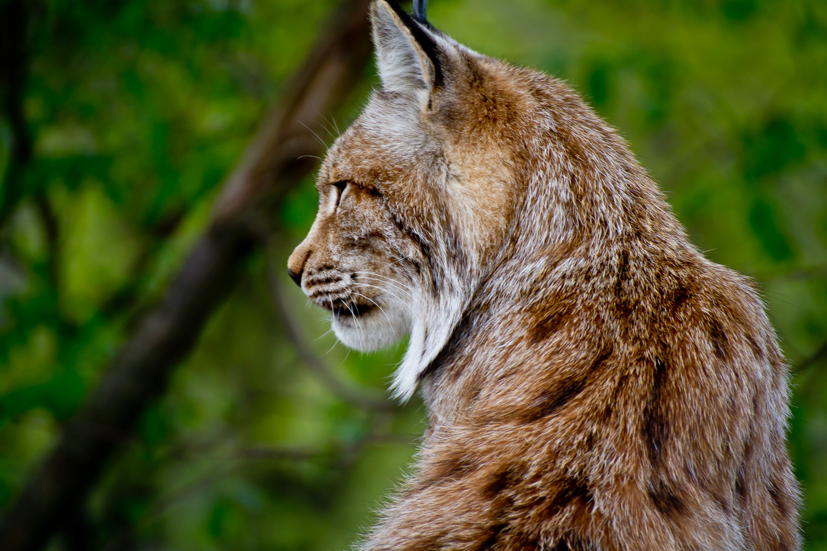 Luchs