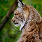 Luchs