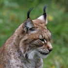 Luchs