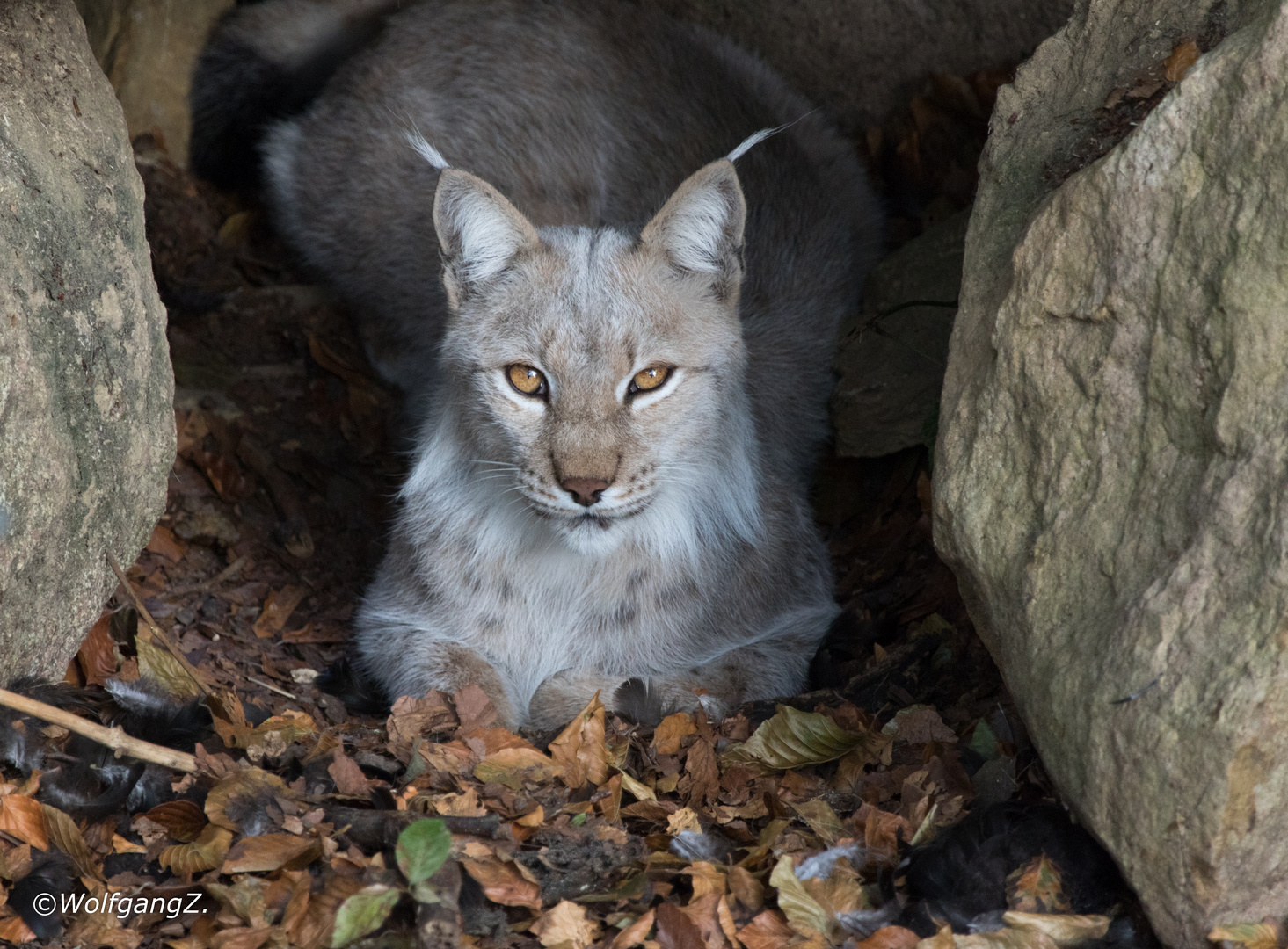 Luchs