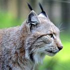 Luchs