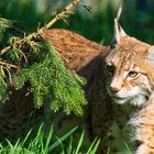 Luchs