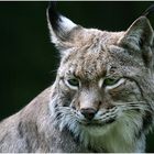 Luchs