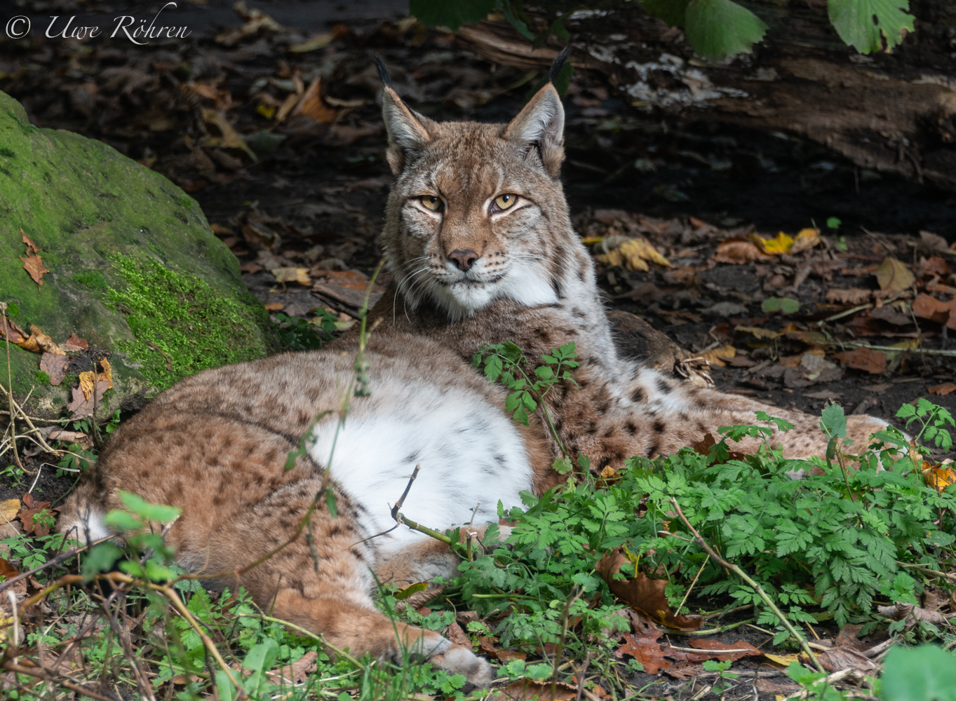 Luchs