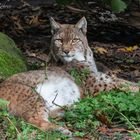 Luchs