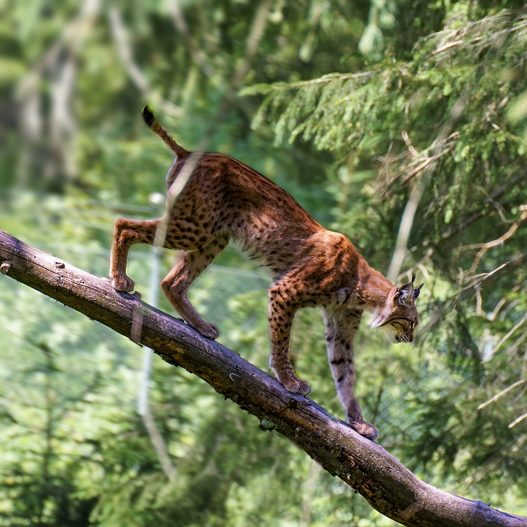 Luchs