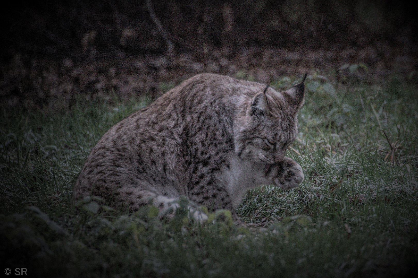 Luchs