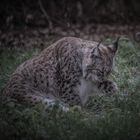 Luchs