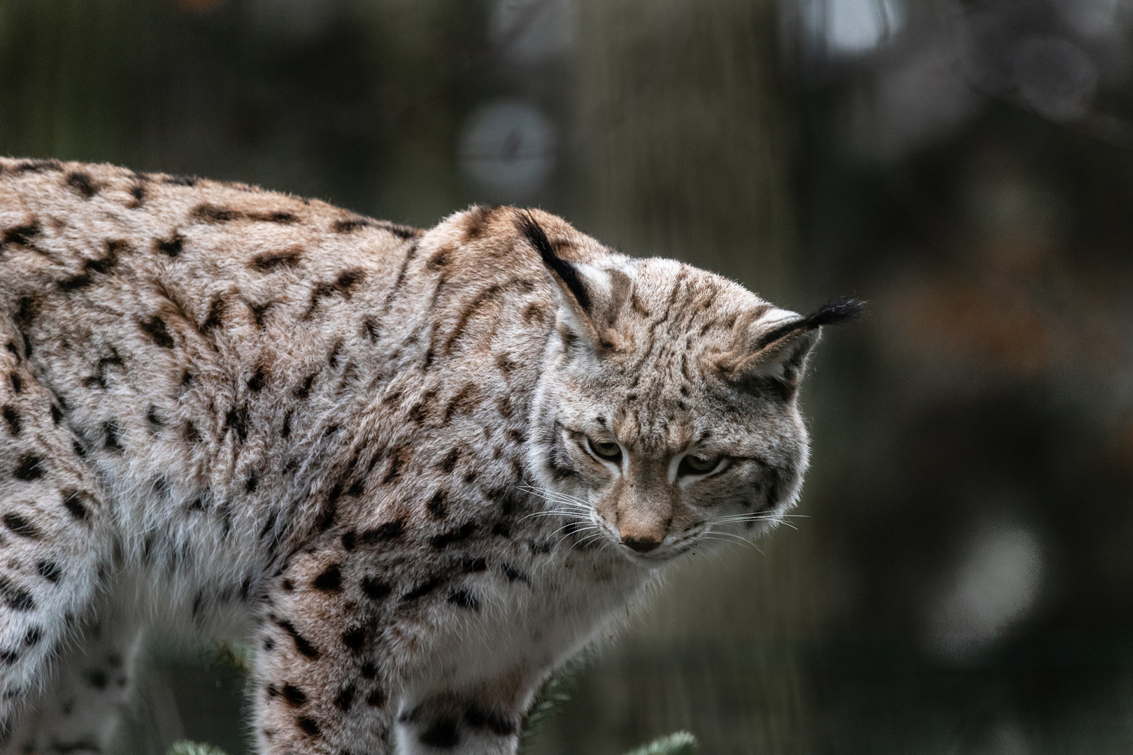 Luchs