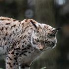 Luchs