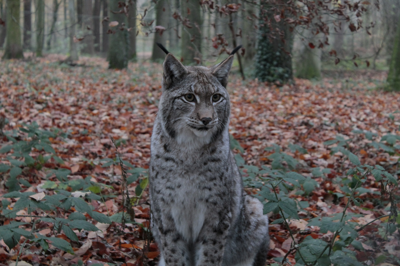 Luchs