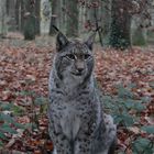 Luchs