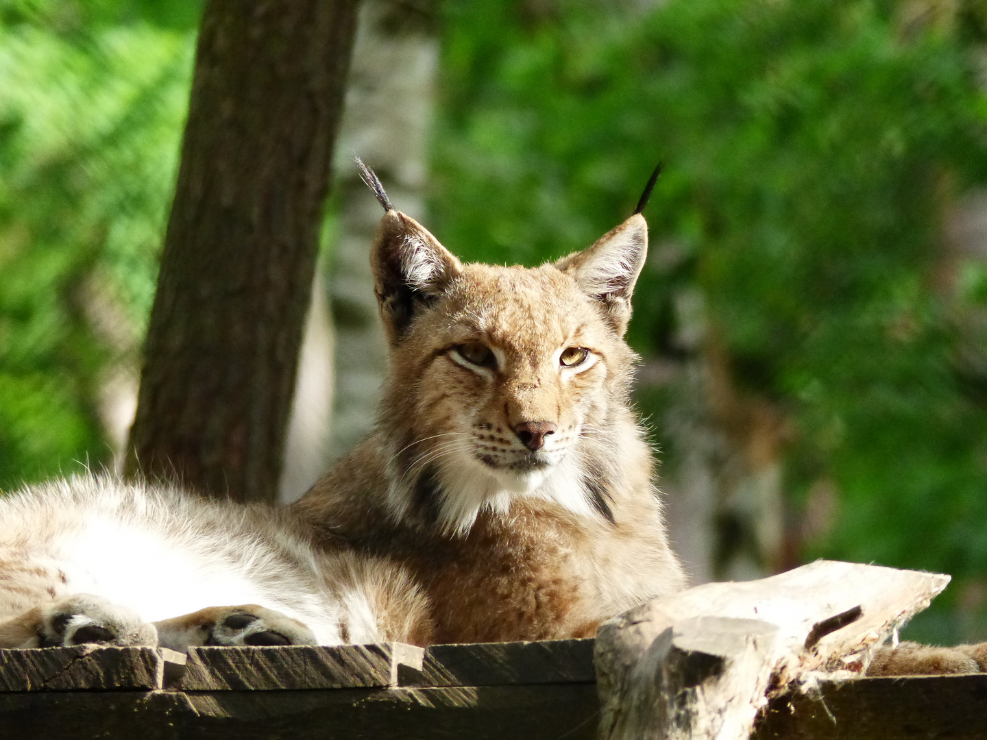 Luchs