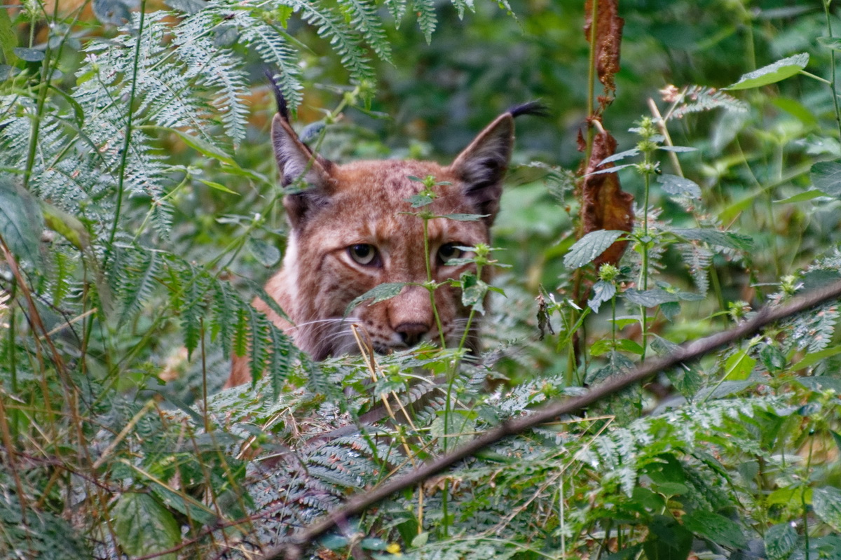 Luchs