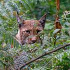 Luchs