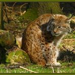 Luchs