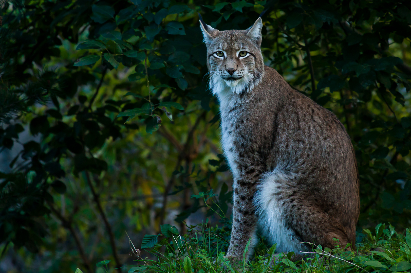 Luchs