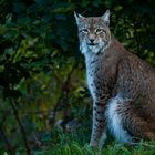 Luchs