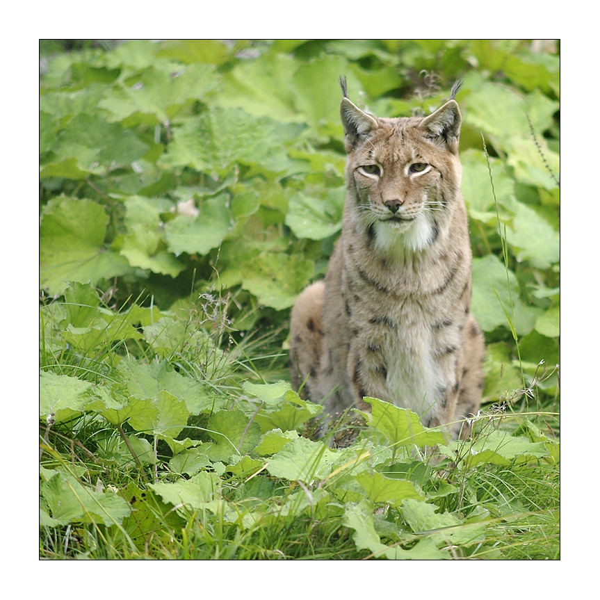 Luchs