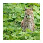 Luchs