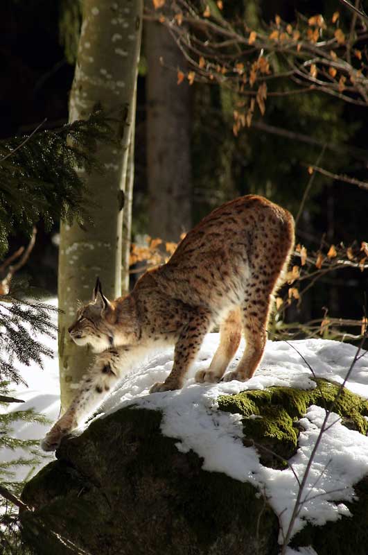 Luchs