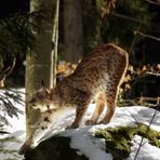 Luchs