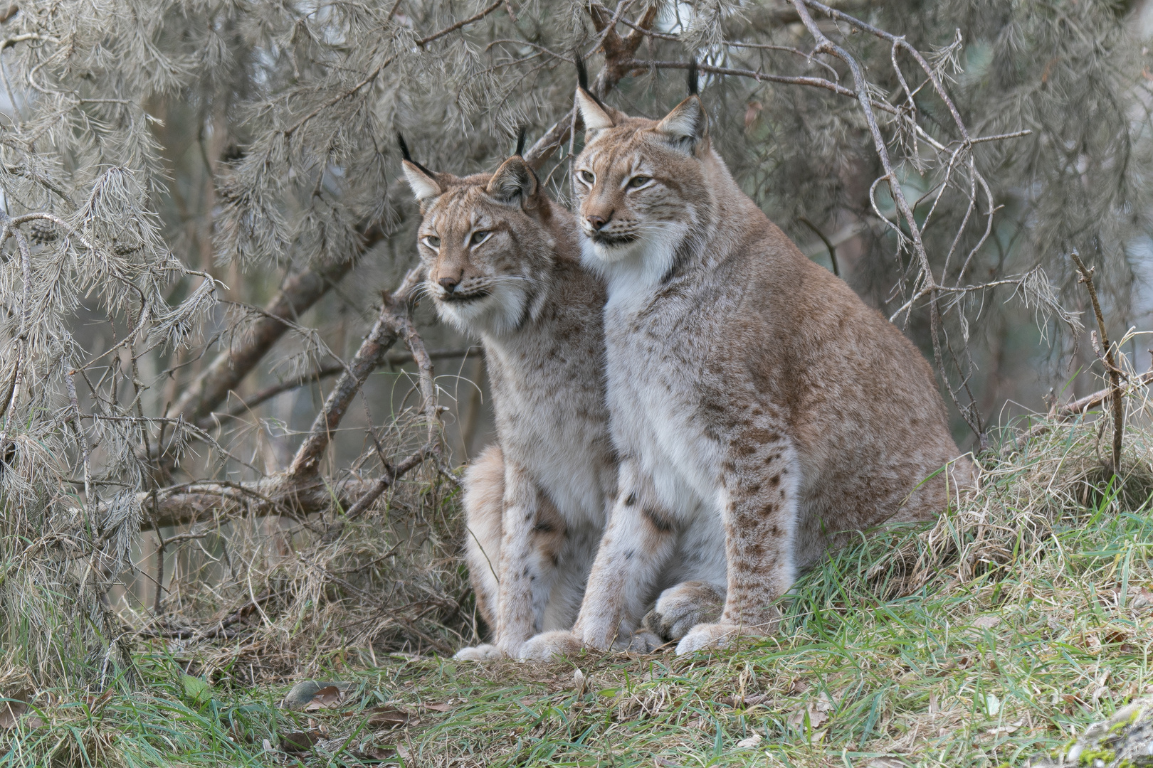 Luchs...