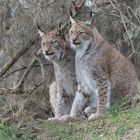 Luchs...