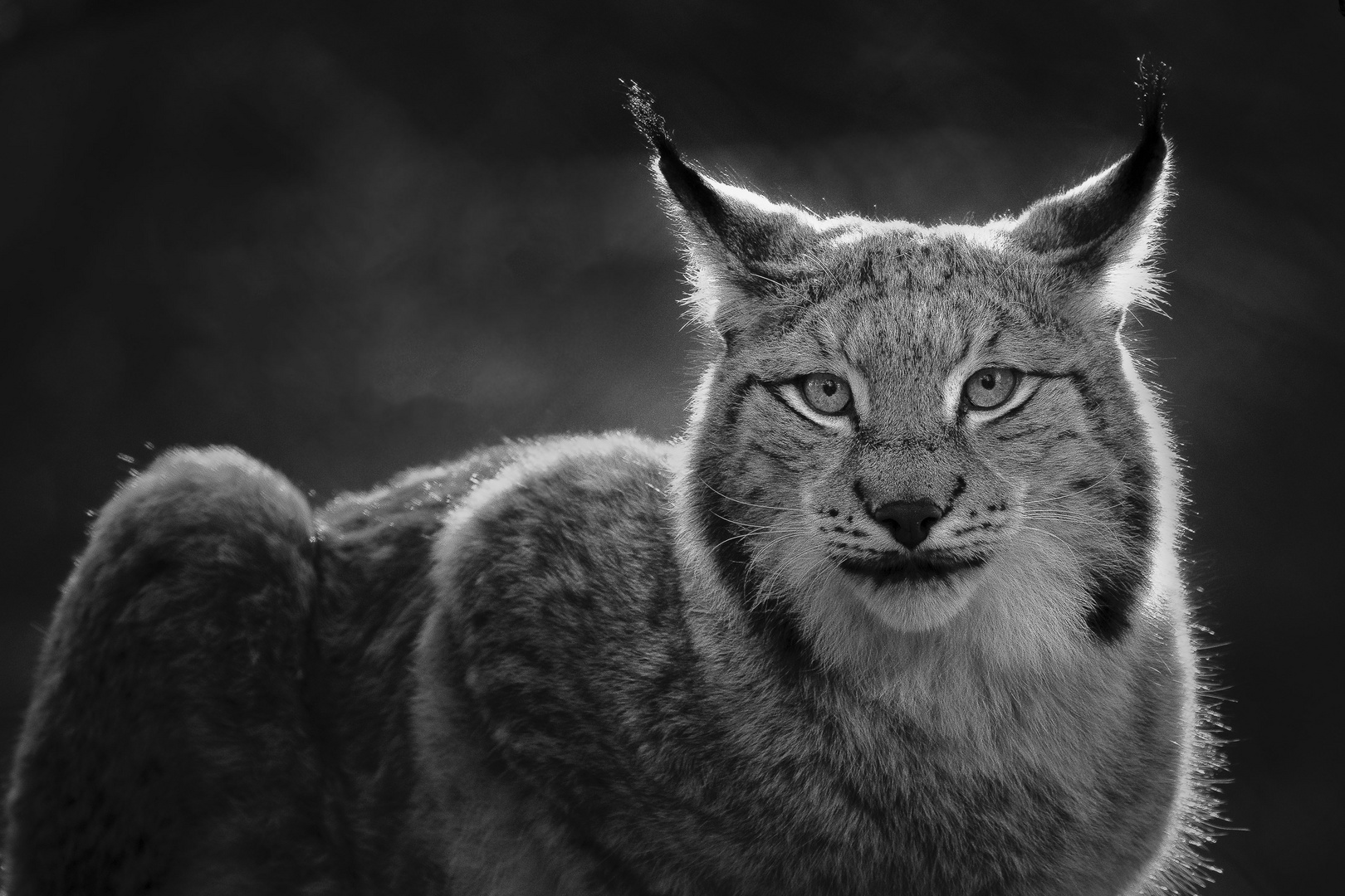 Luchs