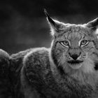 Luchs