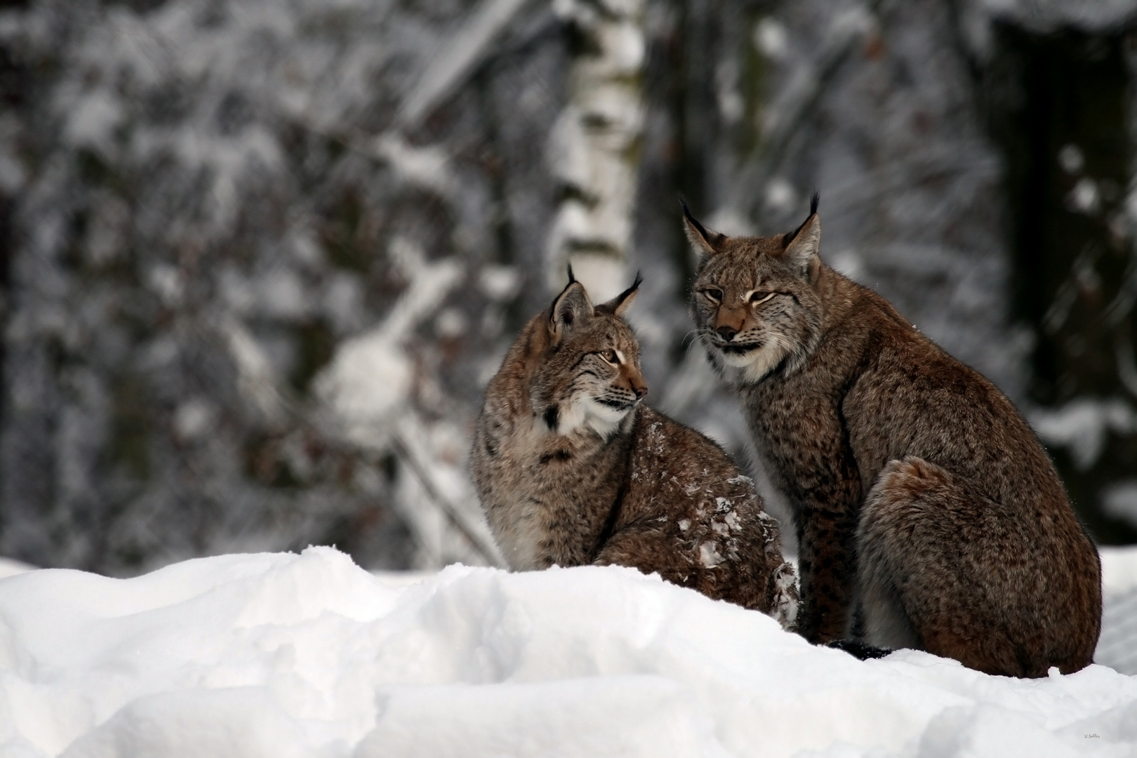 Luchs