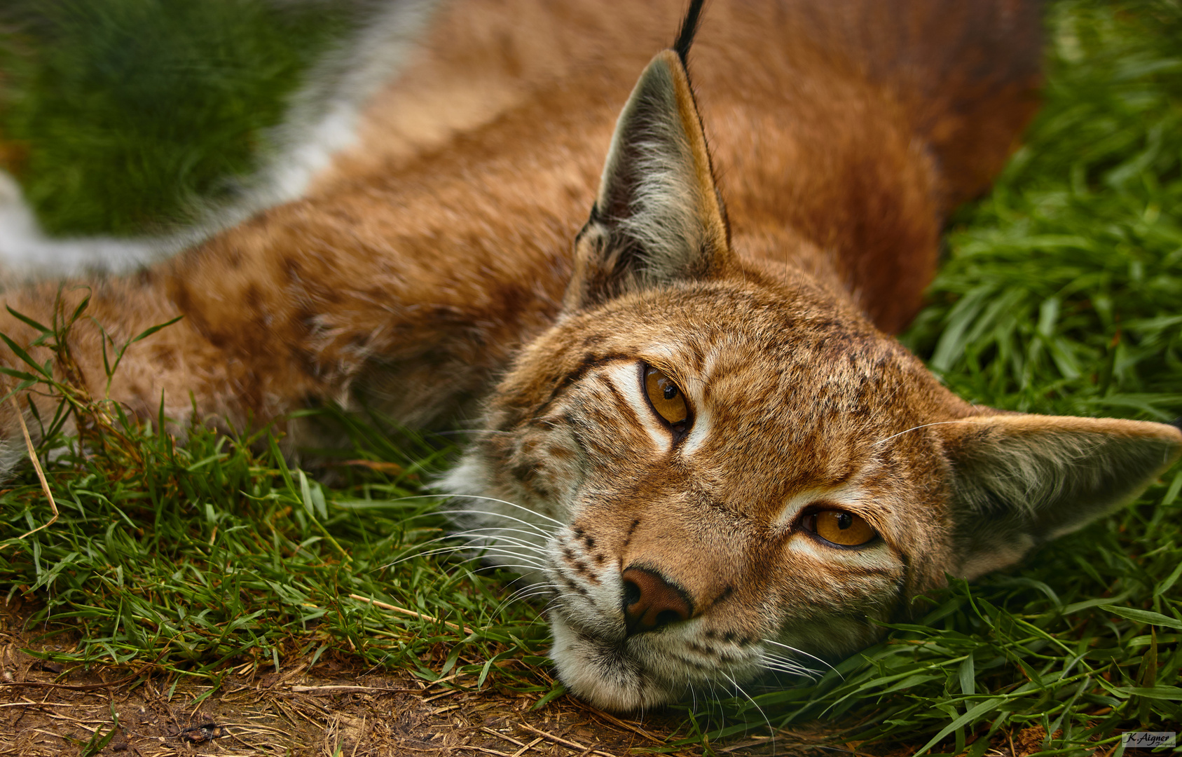 Luchs 