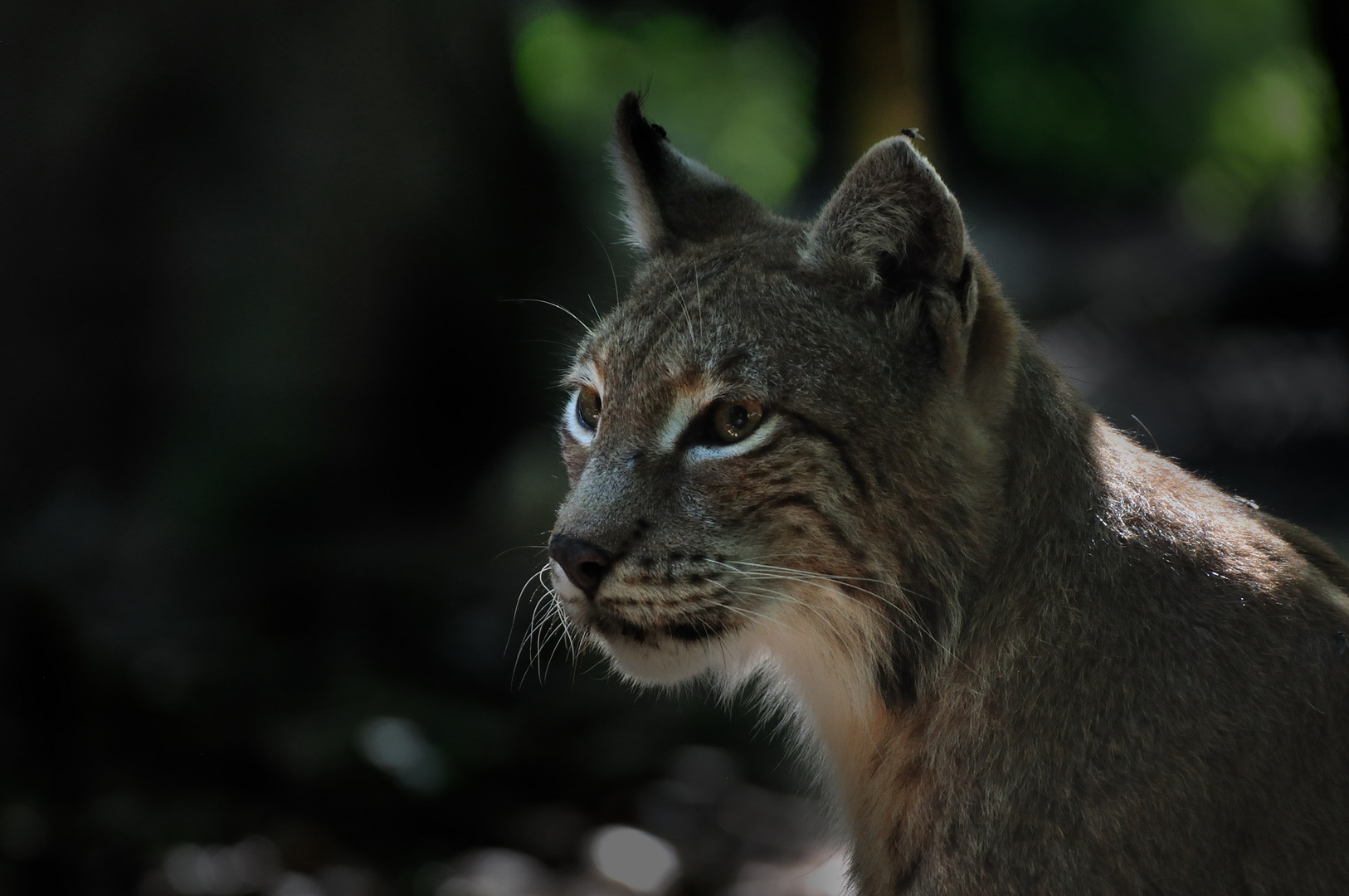 Luchs...