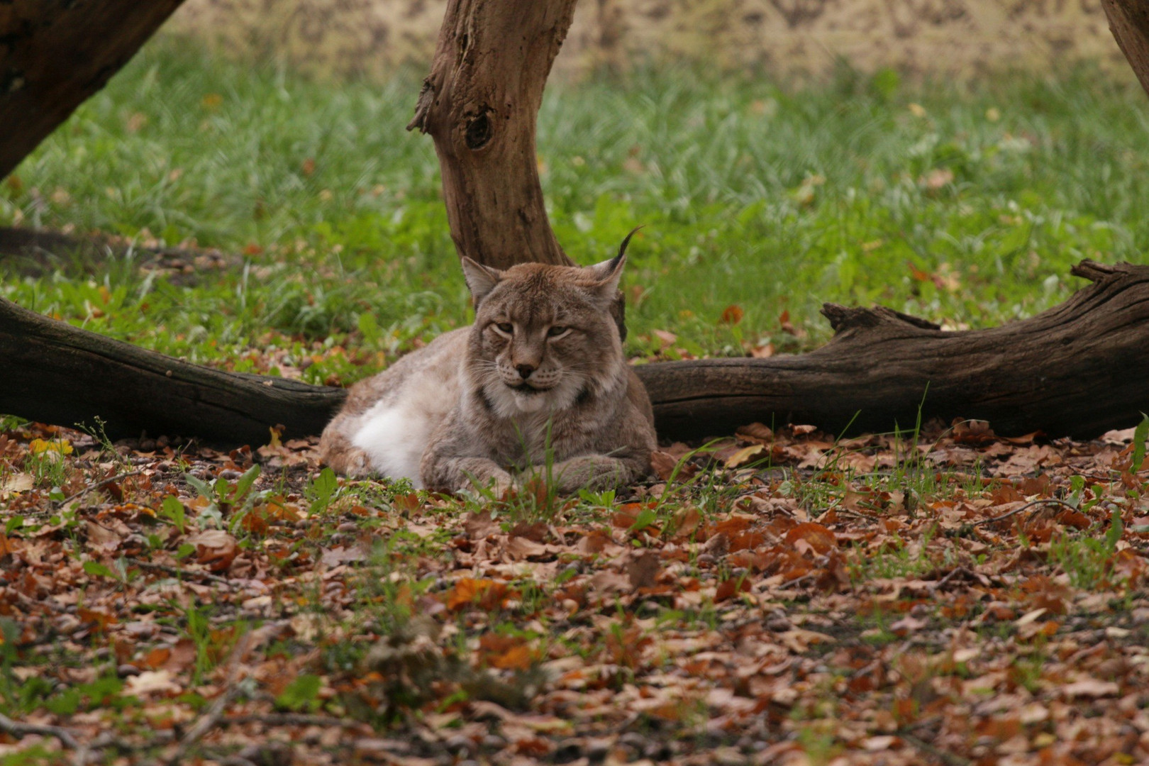 Luchs