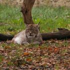 Luchs