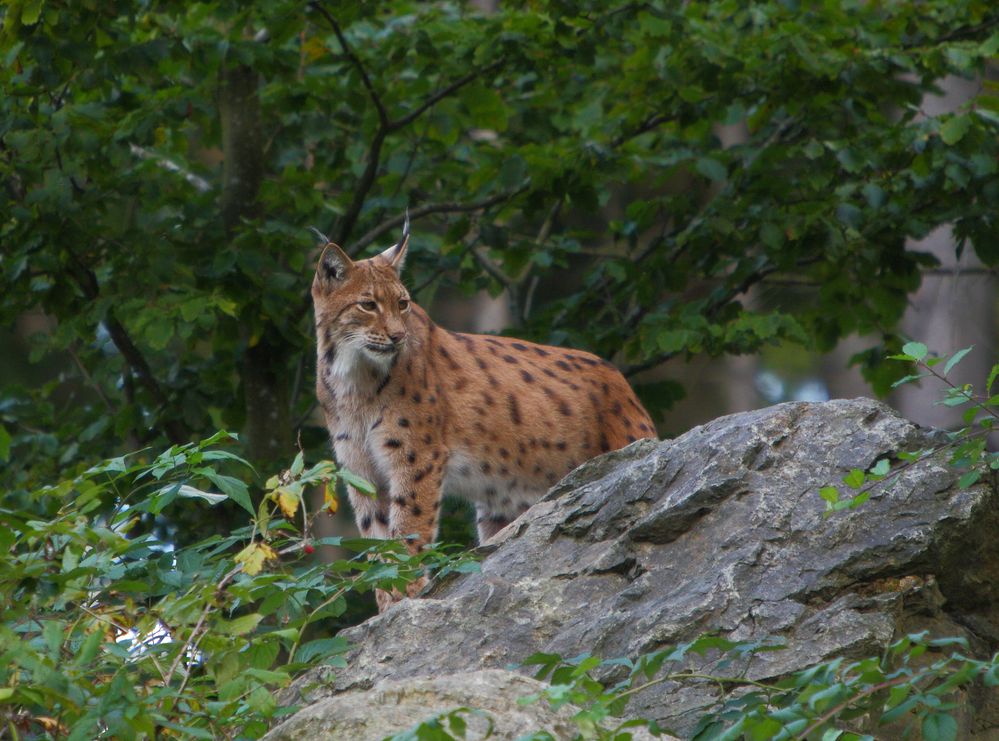 Luchs